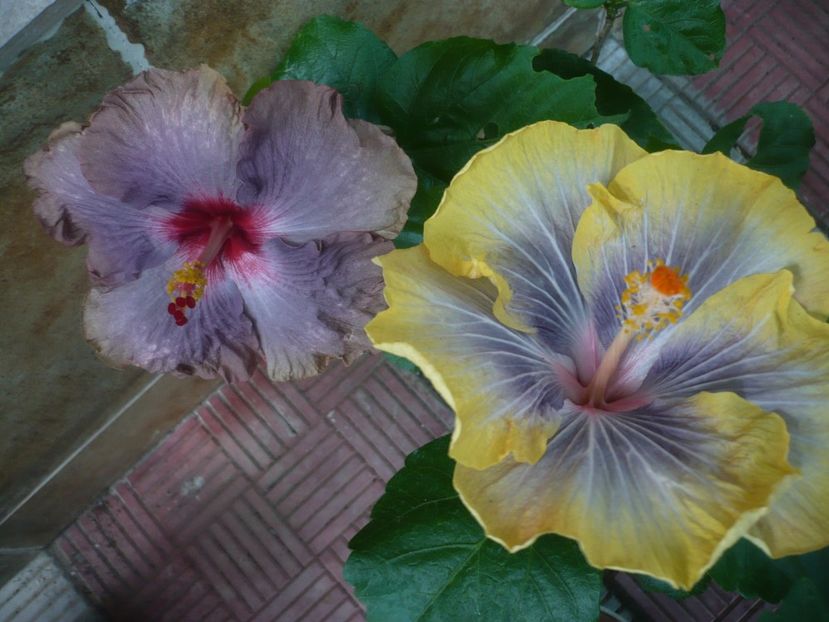 P1440879 - HIBISCUSI 2020-2