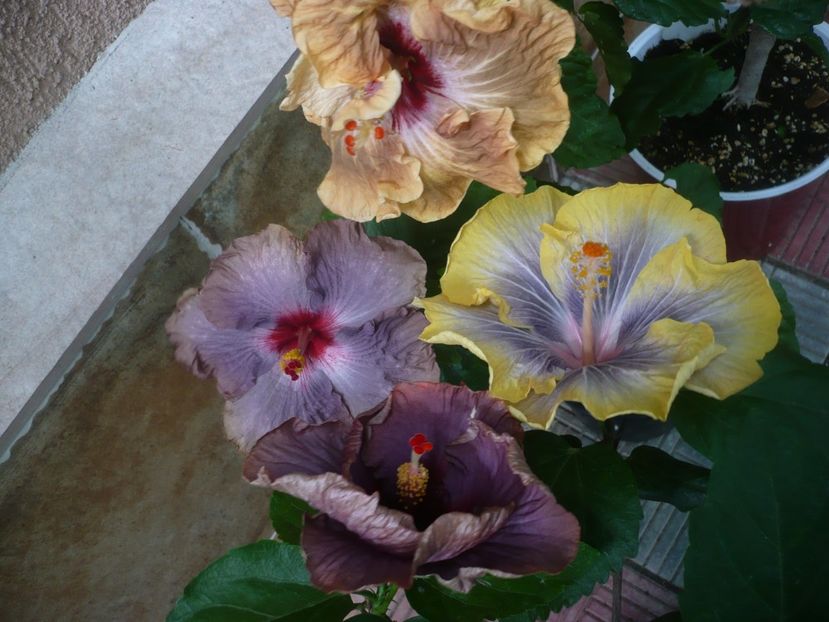 P1440882 - HIBISCUSI 2020-2