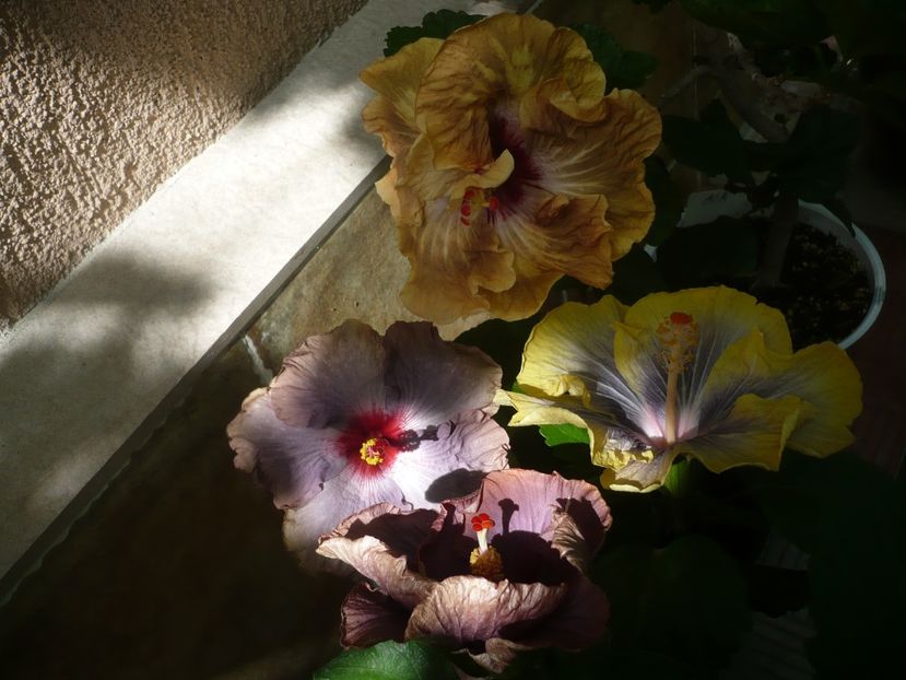 P1440883 - HIBISCUSI 2020-2