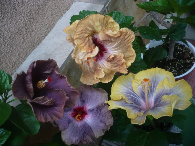 P1440884 - HIBISCUSI 2020-2