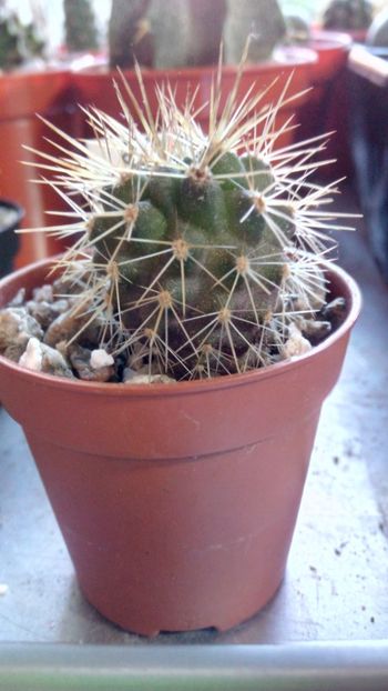 P. curvispinus v. tuberisulcatus JN757 - Pyrrhocactus--Eriosyce