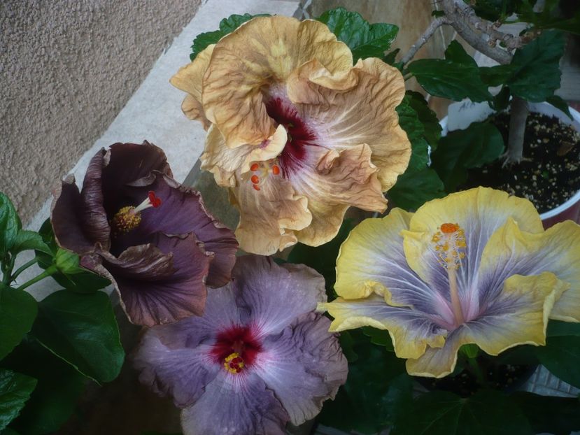 P1440885 - HIBISCUSI 2020-2