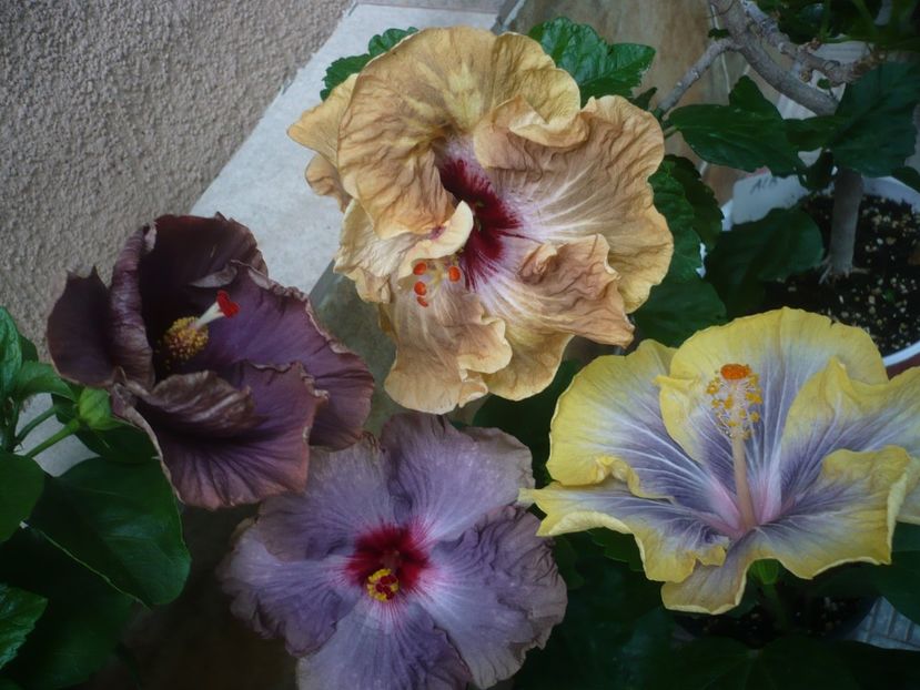 P1440886 - HIBISCUSI 2020-2