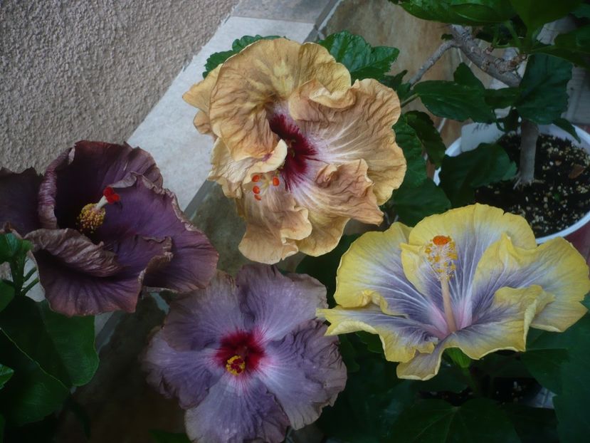 P1440887 - HIBISCUSI 2020-2