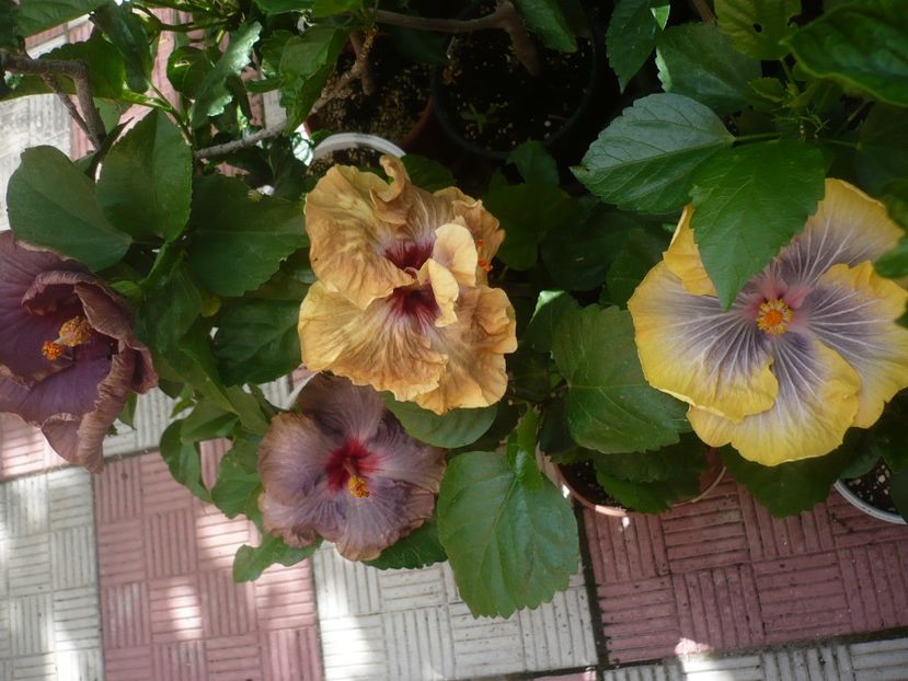 P1440890 - HIBISCUSI 2020-2