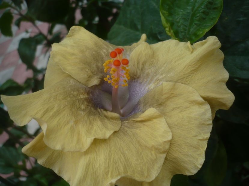 P1440926 - HIBISCUSI 2020-2