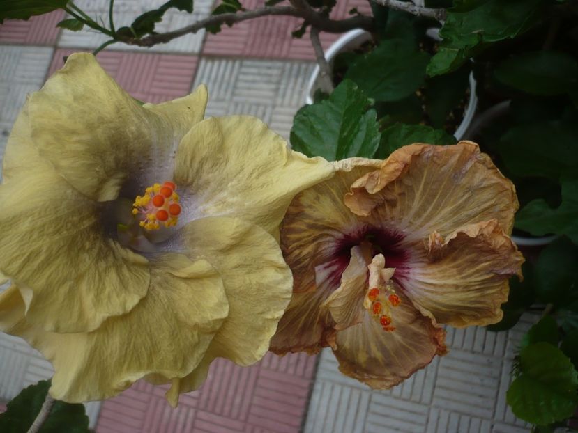 P1440928 - HIBISCUSI 2020-2