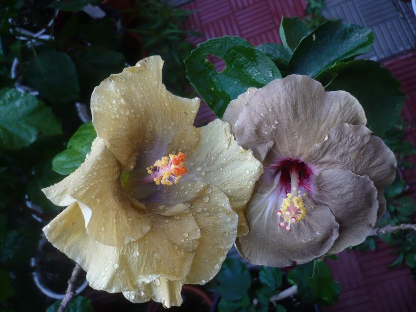 P1440946 - HIBISCUSI 2020-2