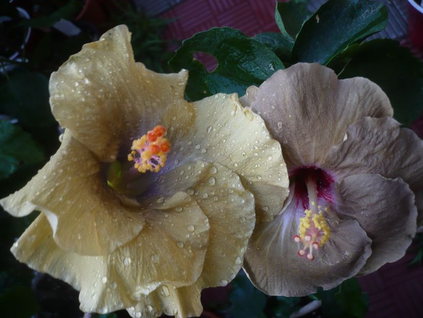 P1440948 - HIBISCUSI 2020-2