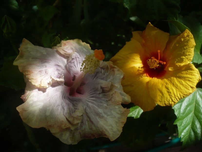 P1440960 - HIBISCUSI 2020-2