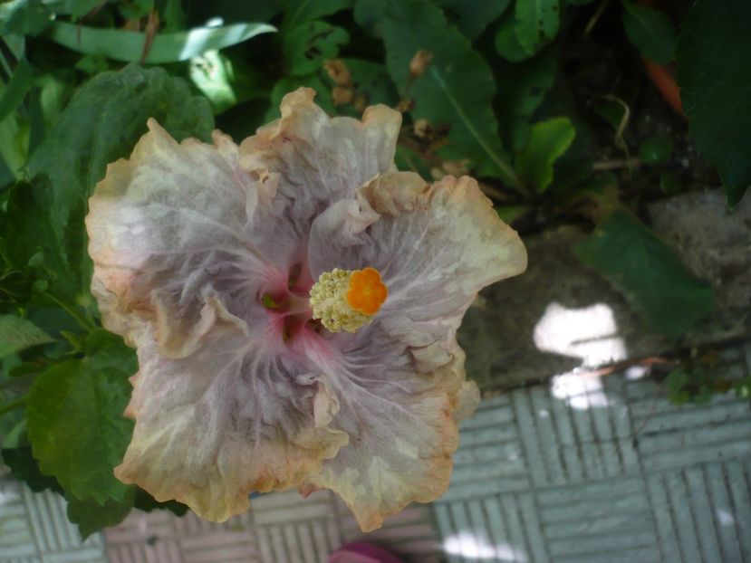 P1440962 - HIBISCUSI 2020-2