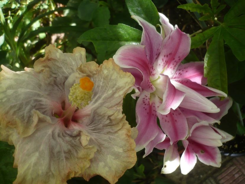 P1440967 - HIBISCUSI 2020-2