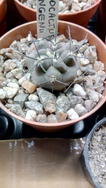 P. vertongenii JN991 - Pyrrhocactus--Eriosyce