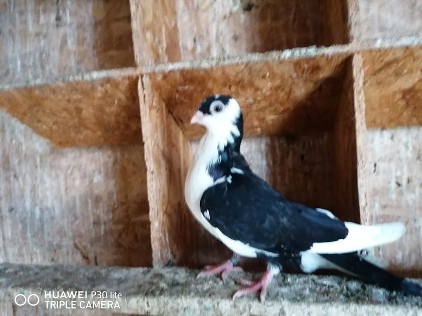  - porumbei care mi-au apartinut