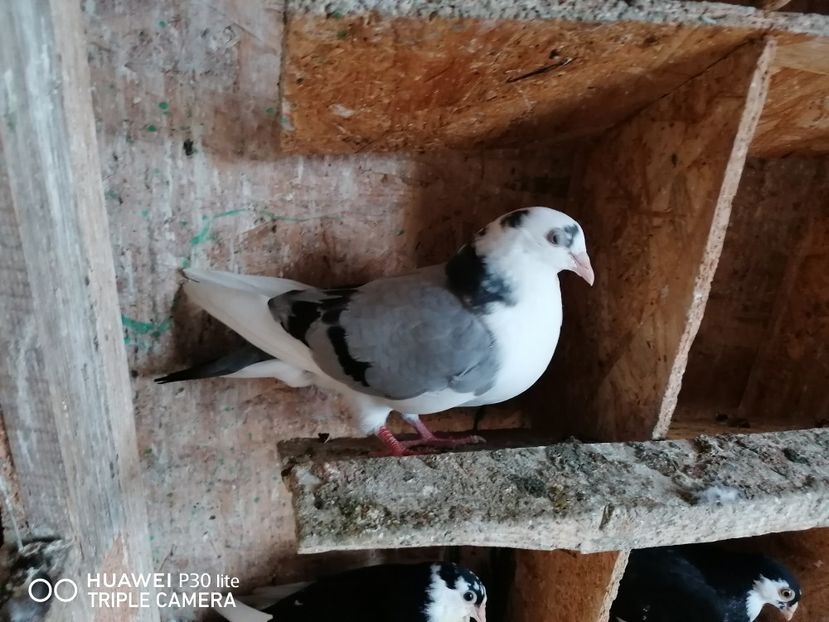  - porumbei care mi-au apartinut