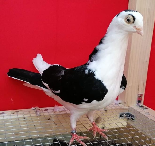 received_2784275718507940 - porumbei care mi-au apartinut