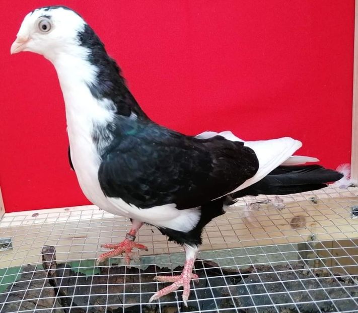 received_308286270549710 - porumbei care mi-au apartinut