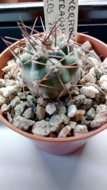 P. straussianus ROS705.1 - Pyrrhocactus--Eriosyce