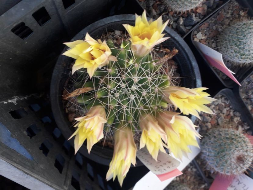 Dolichothele longimama - Cactusi înfloriti 2020