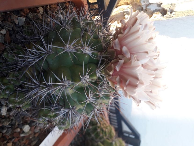 Gymnocalycium mostii - Cactusi înfloriti 2020
