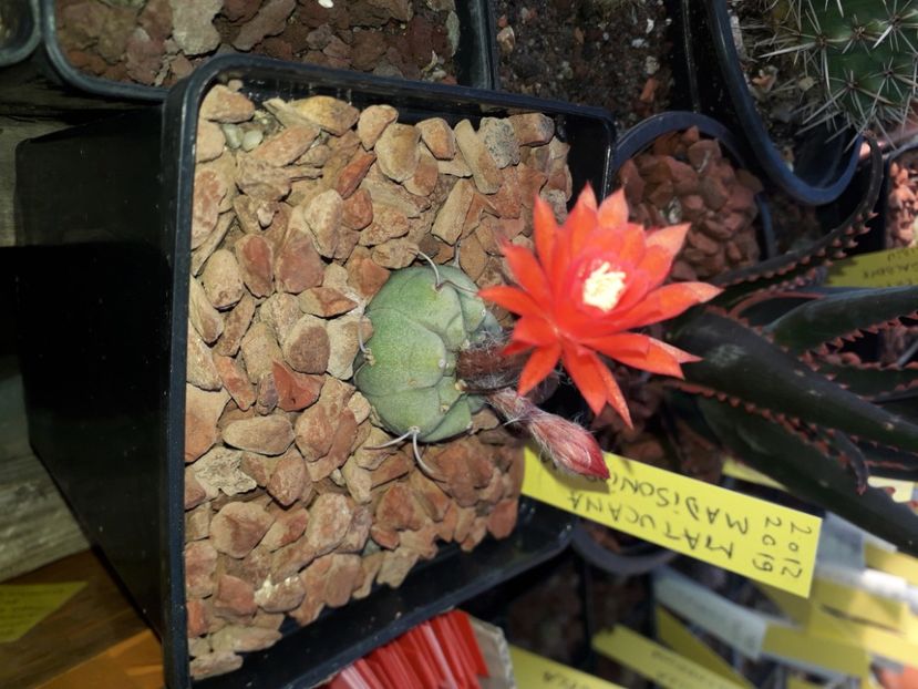Matucana MADISONIORUM - Cactusi înfloriti 2020