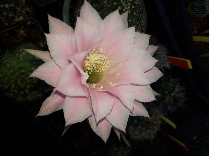 Echinopsis PINK DIAMOND - Cactusi înfloriti 2020