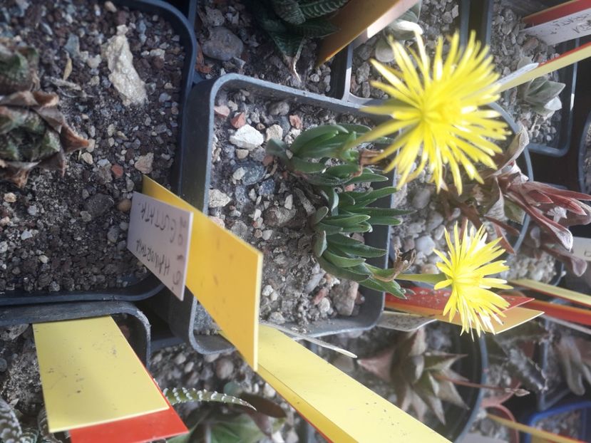 BERGERANTHUS SCAPIGER - Cactusi înfloriti 2020