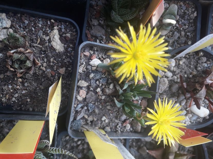 BERGERANTHUS SCAPIGER - Cactusi înfloriti 2020