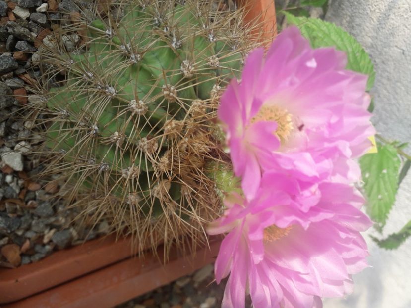 Acanthocalycium violaciflorus - Cactusi înfloriti 2020