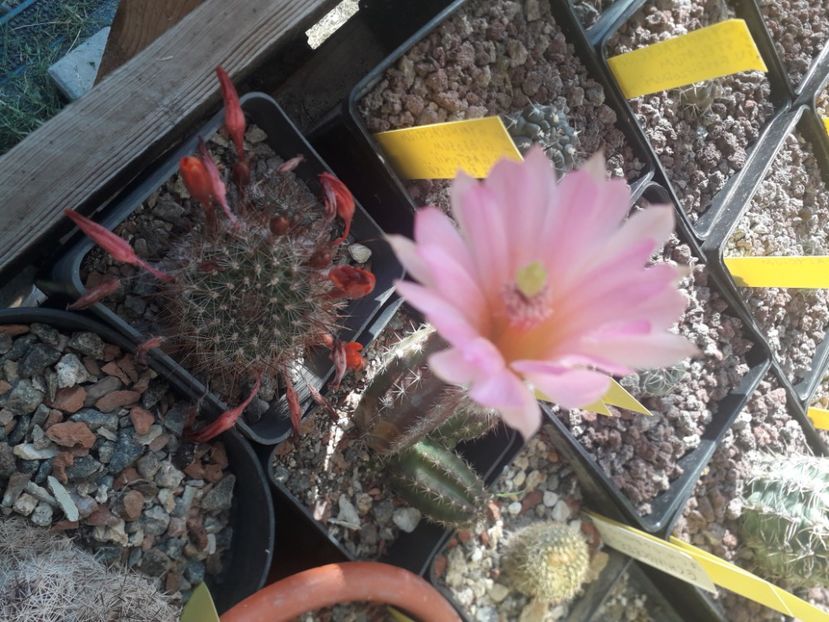 Echinocereus Scheerii ssp  gentry - Cactusi înfloriti 2020