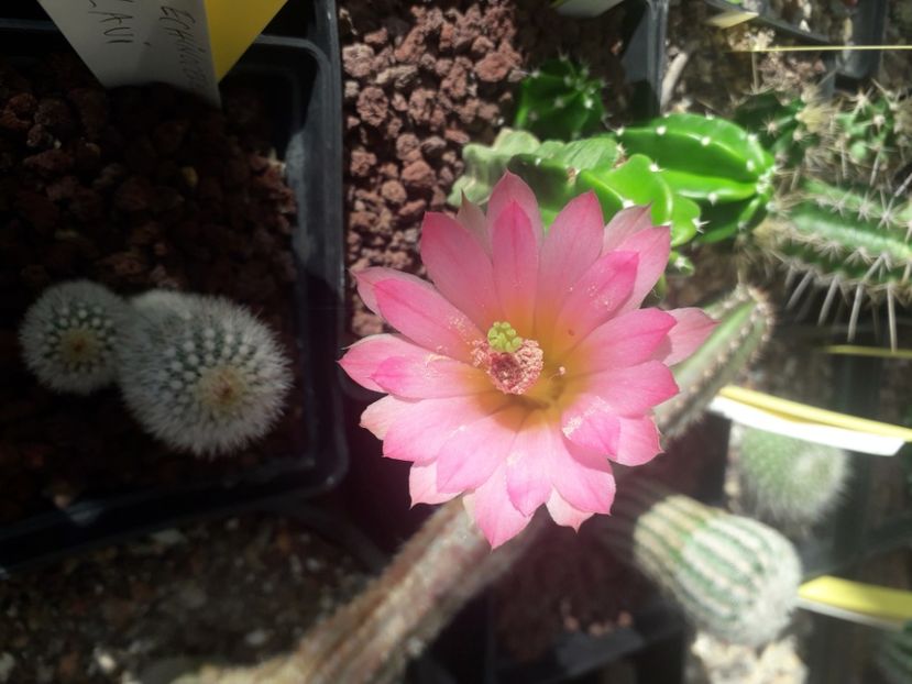 Echinocereus Scheerii ssp gentry - Cactusi înfloriti 2020