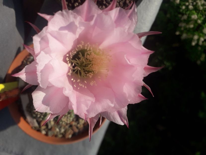 Echinopsis hb Panarotto - Cactusi înfloriti 2020