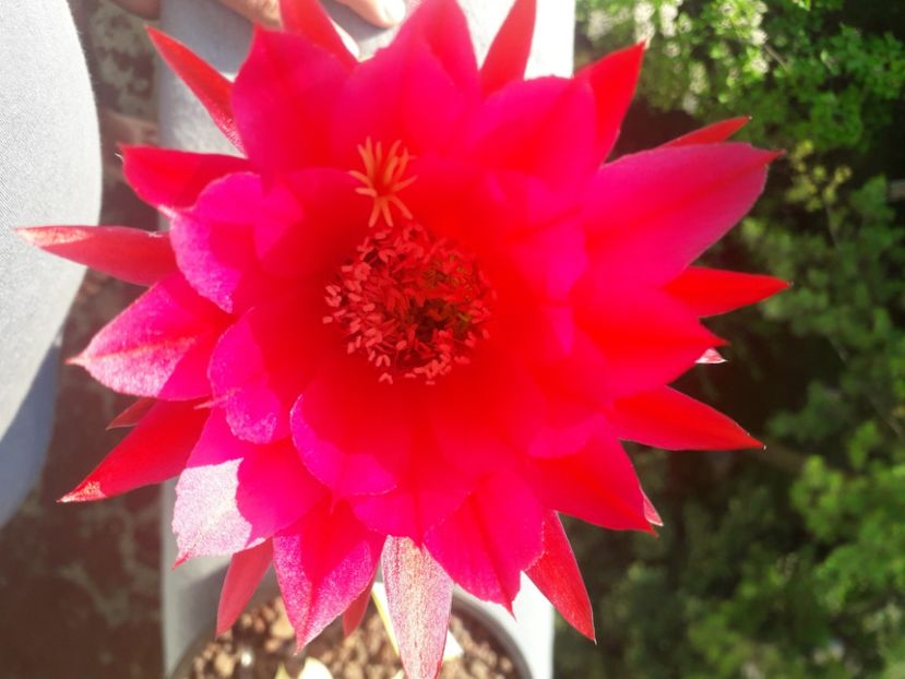 Trichocereus x Echinopsis - Cactusi înfloriti 2020