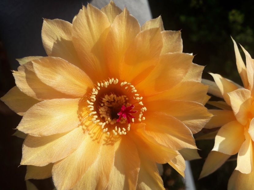 Echinopsis hb A61 Aphrodite - Cactusi înfloriti 2020