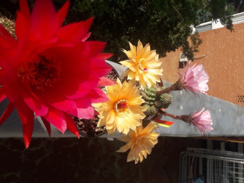 Echinopsis hibrizi - Cactusi înfloriti 2020