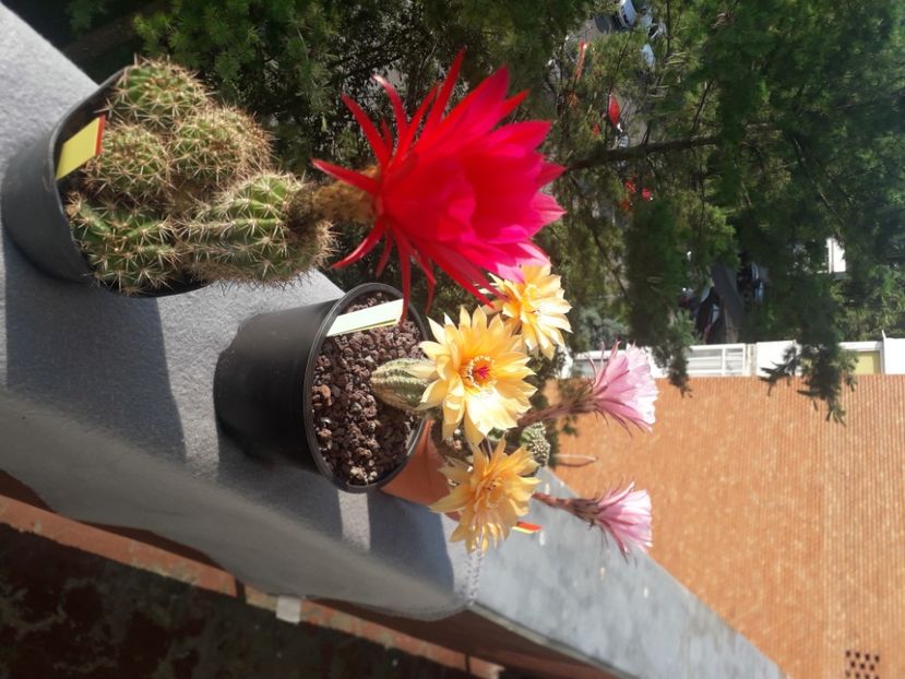 Echinopsis hibrizi - Cactusi înfloriti 2020