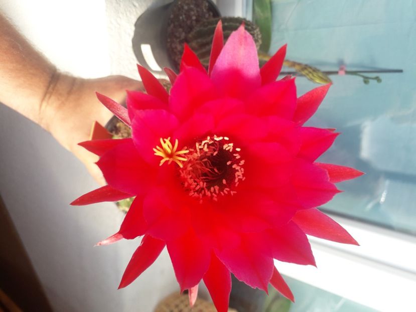 Echinopsis x Trichocereus - Cactusi înfloriti 2020