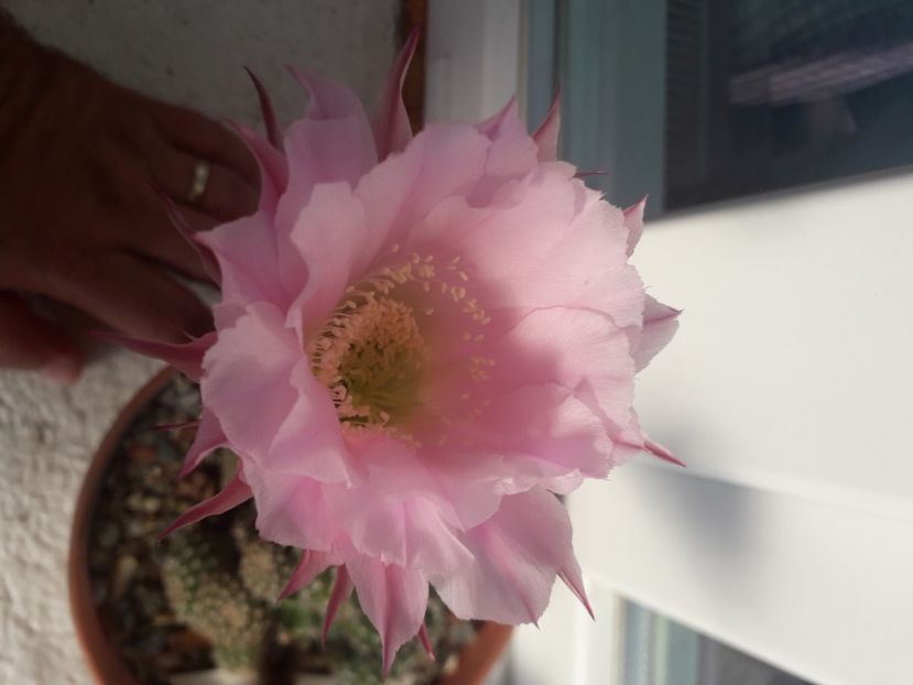 Echinopsis hb Panarotto - Cactusi înfloriti 2020