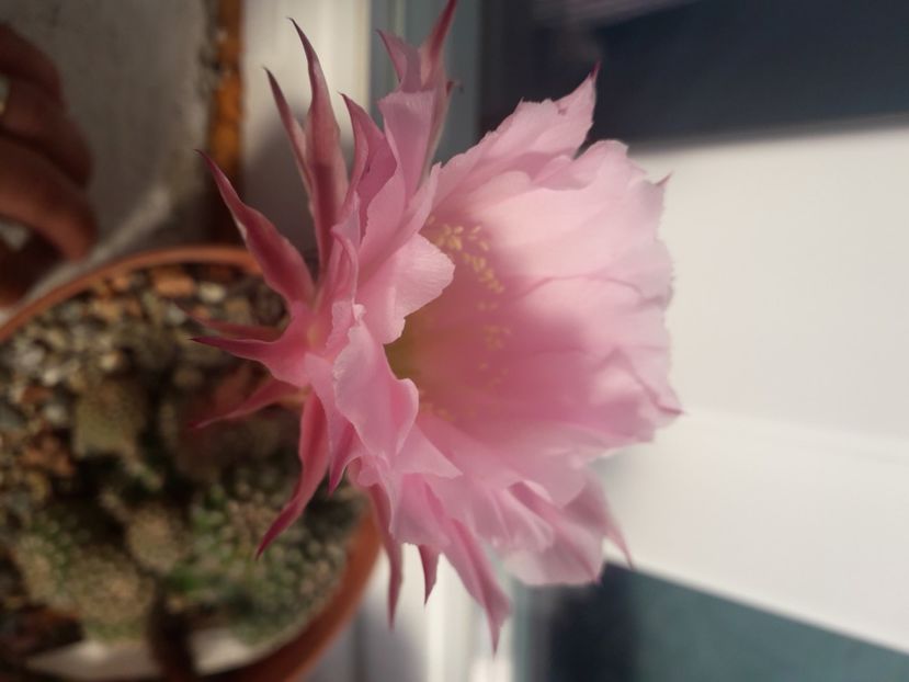 Echinopsis hb Panarotto - Cactusi înfloriti 2020