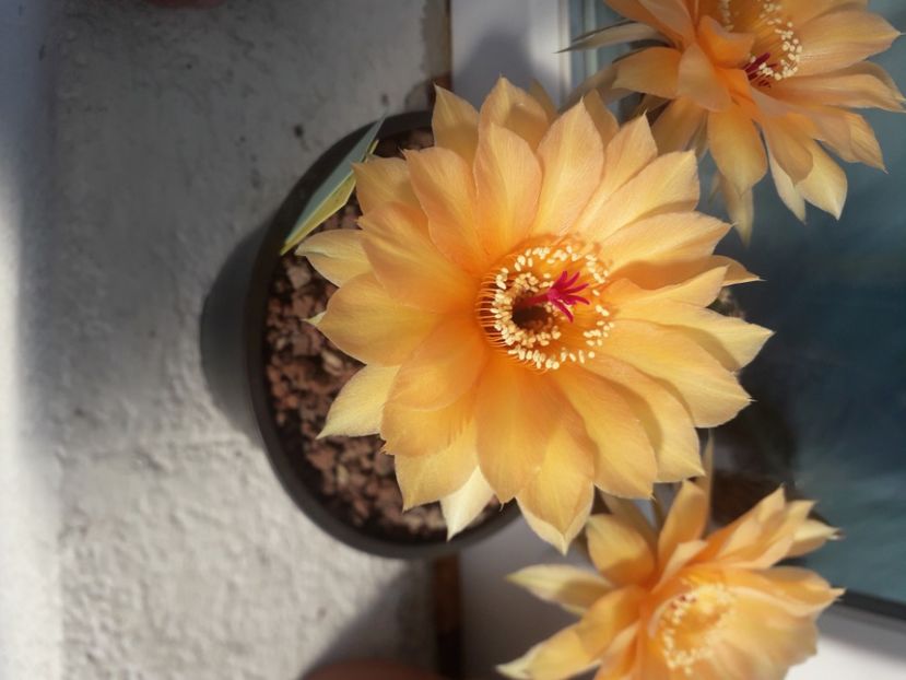 Echinopsis hb A61 Aphrodite - Cactusi înfloriti 2020