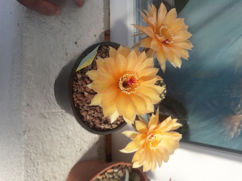 Echinopsis hb A61 Aphrodite - Cactusi înfloriti 2020