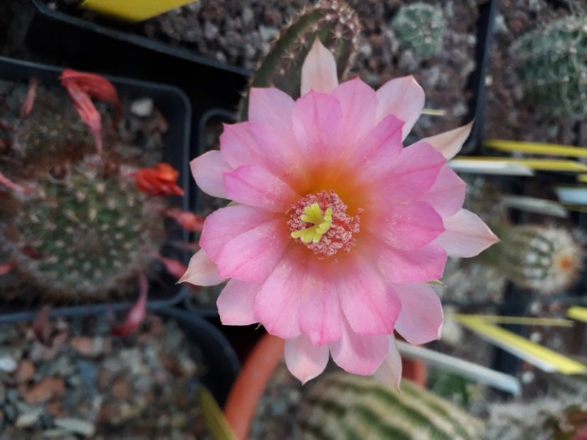 Echinocereus Scheerii ssp gentry - Cactusi înfloriti 2020