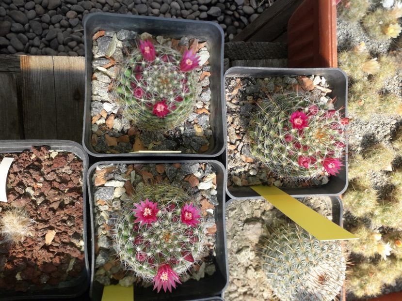 Mammillaria zeilmaniana - Cactusi înfloriti 2020