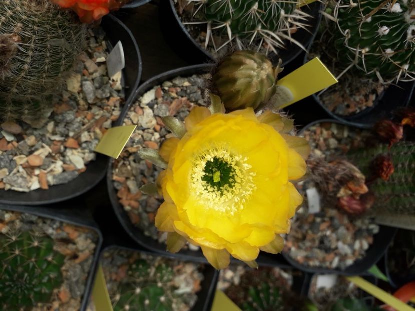 Lobivia aurea - Cactusi înfloriti 2020