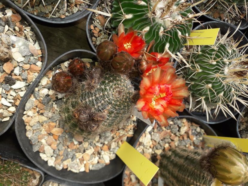 Lobivia sp - Cactusi înfloriti 2020