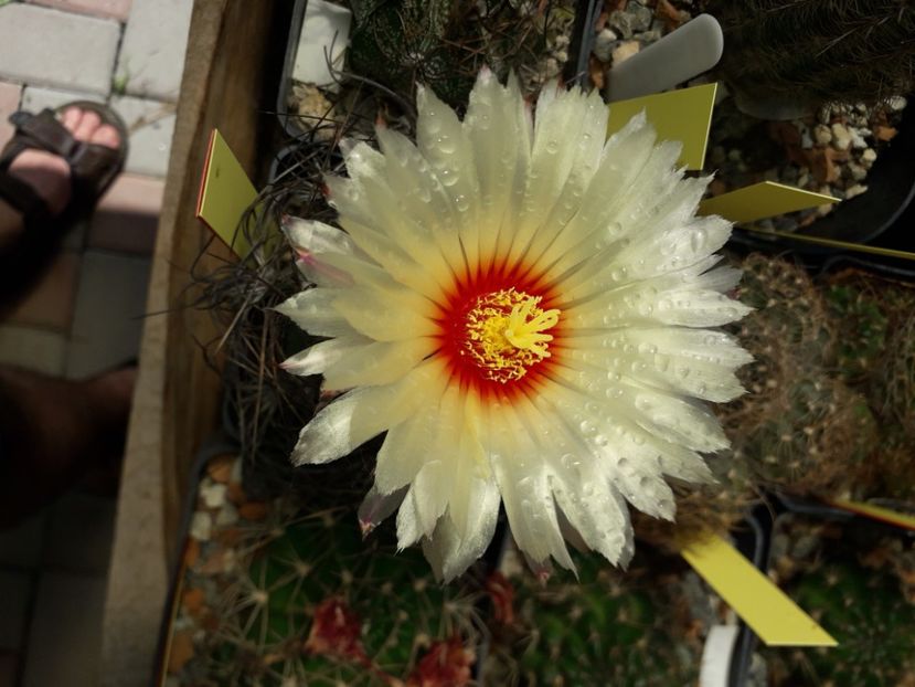 Astrophytum - Cactusi înfloriti 2020