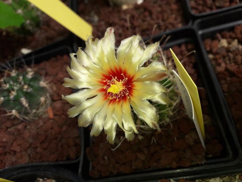 Hamatocactus setispinus - Cactusi înfloriti 2020