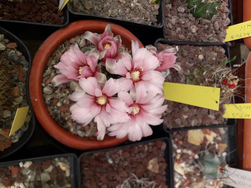 Gymnocalycium sp - Cactusi înfloriti 2020