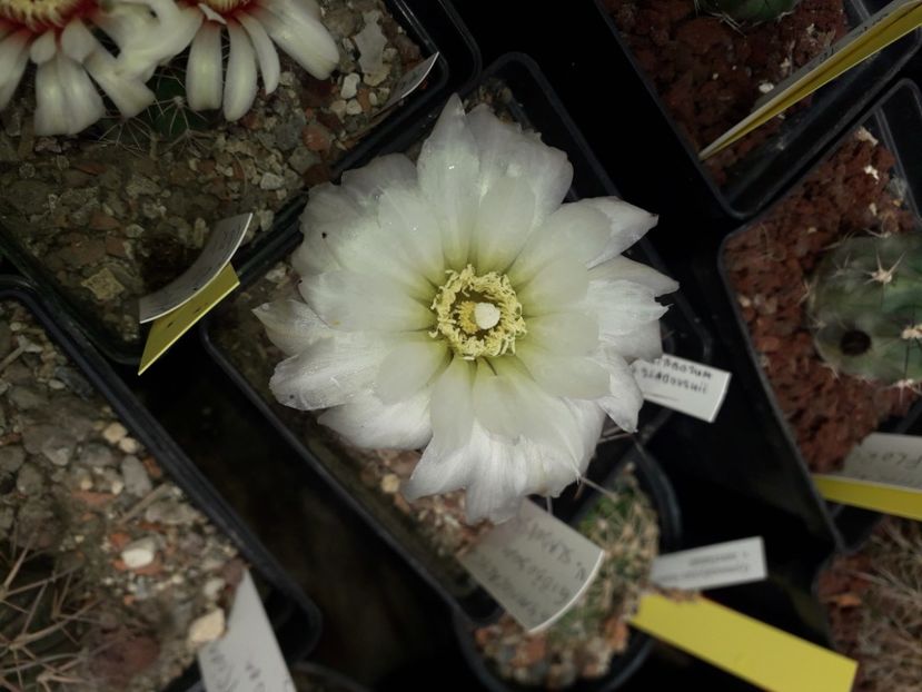 Gymnocalycium sp - Cactusi înfloriti 2020