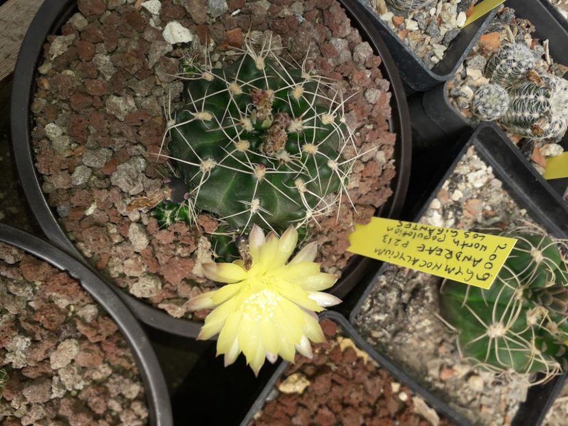 Gymnocalycium Andreae  P213 North population Los Gigantes - Cactusi înfloriti 2020